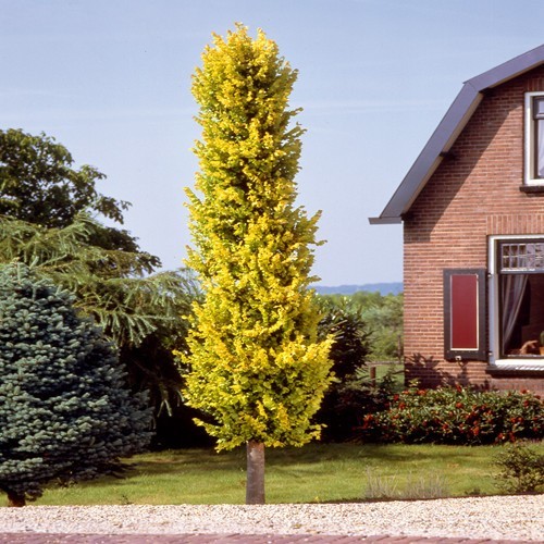 ulmus hollandica wredei
