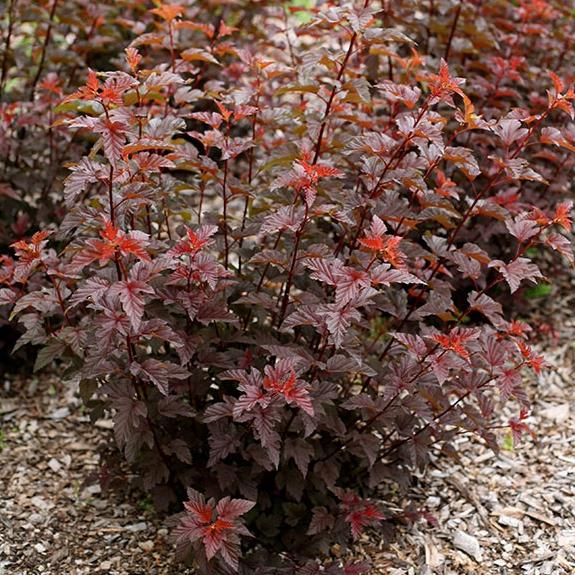 Physocarpus opulifolius Lady in Red
