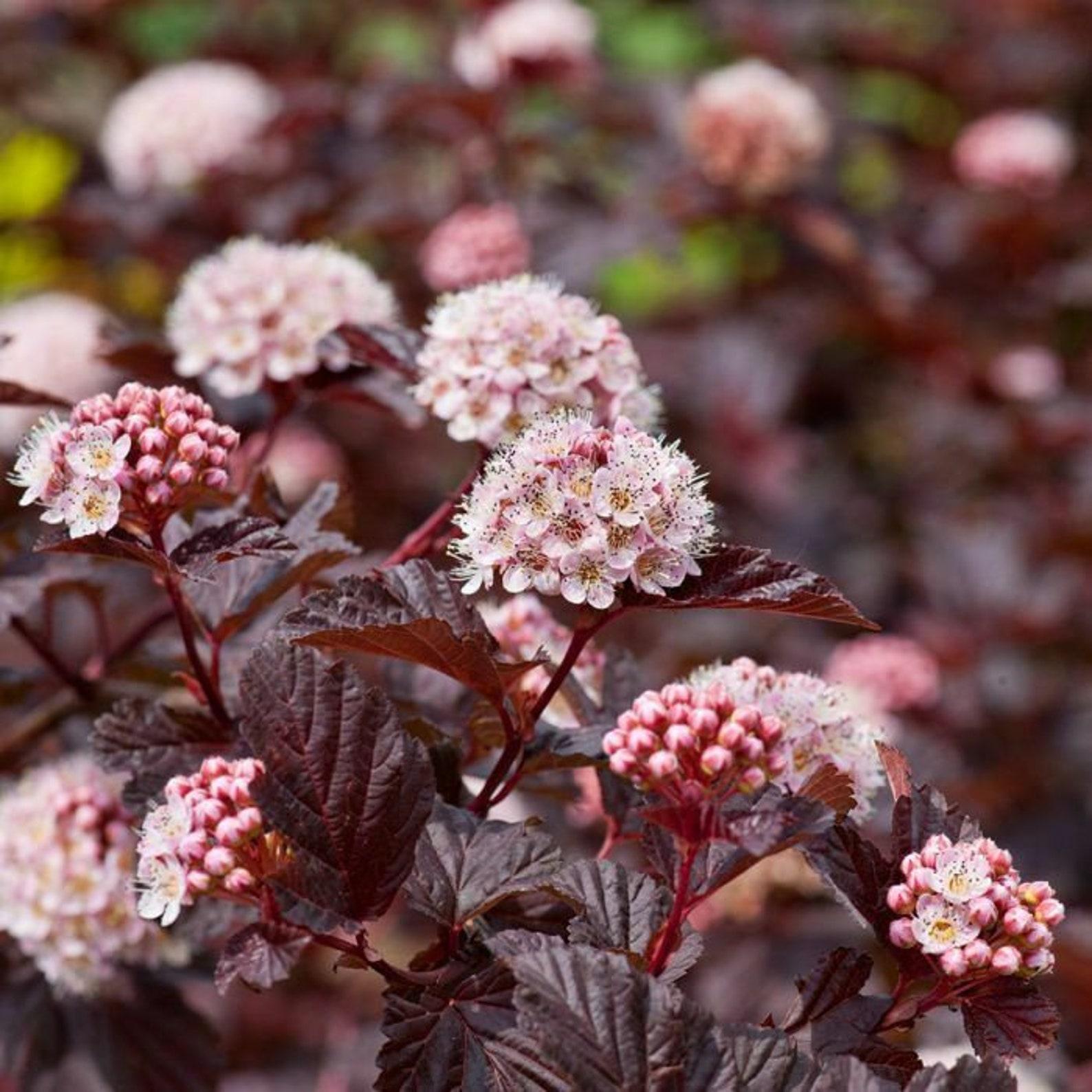 Physocarpus opulifolius Lady in Red2