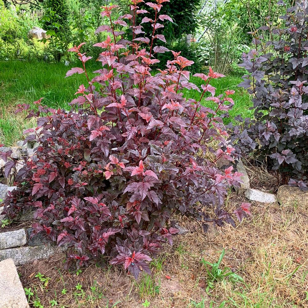 Physocarpus opulifolius Lady in Red3