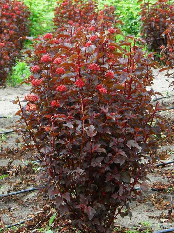 Physocarpus opulifolius Lady in Red4
