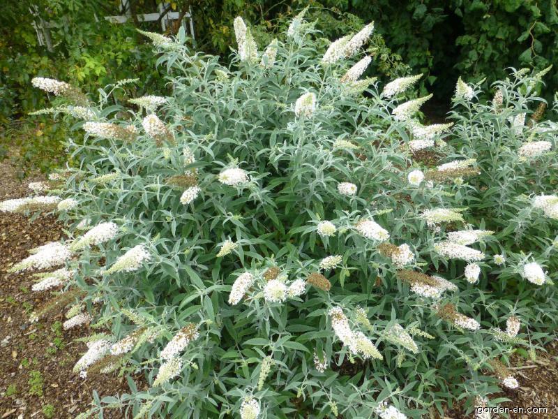 buddleja white ball 2