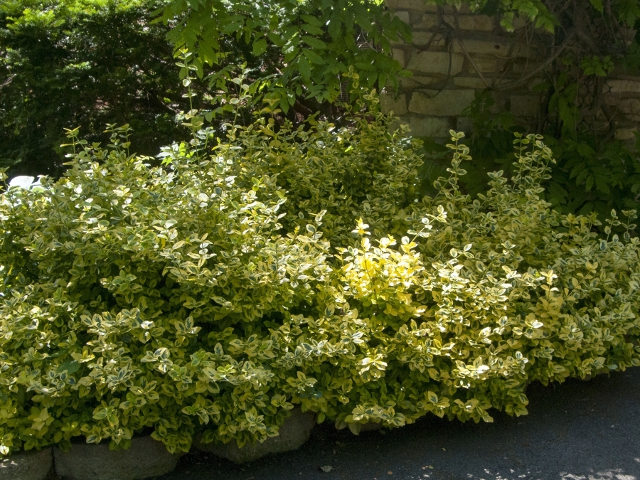 euonymus canadale gold 1