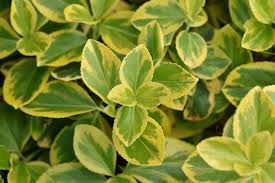 euonymus canadale gold