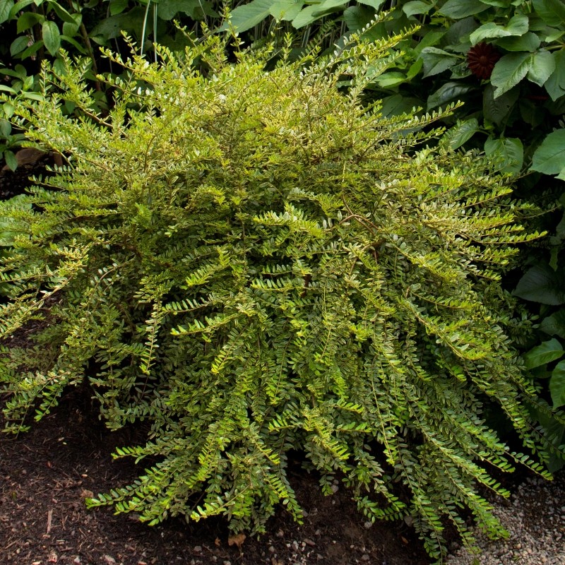 lonicera lemon beauty