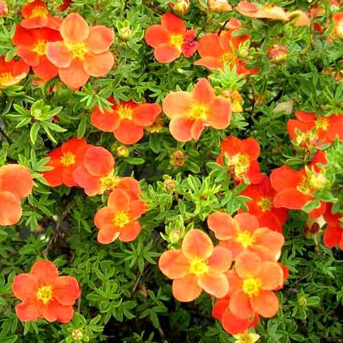 potentilla tangerine 1