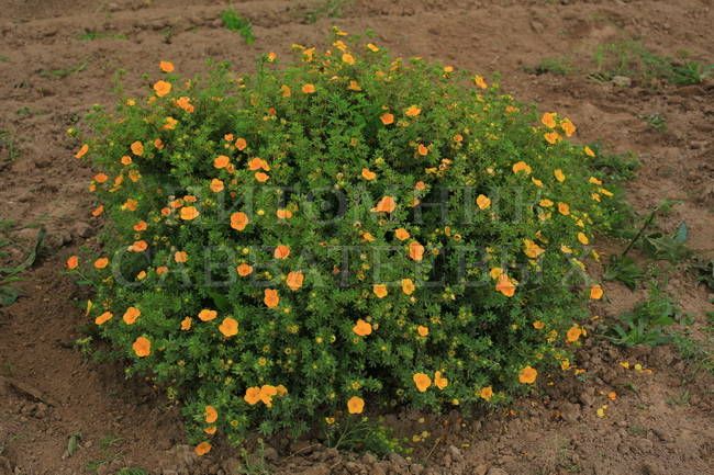 potentilla tangerine 2