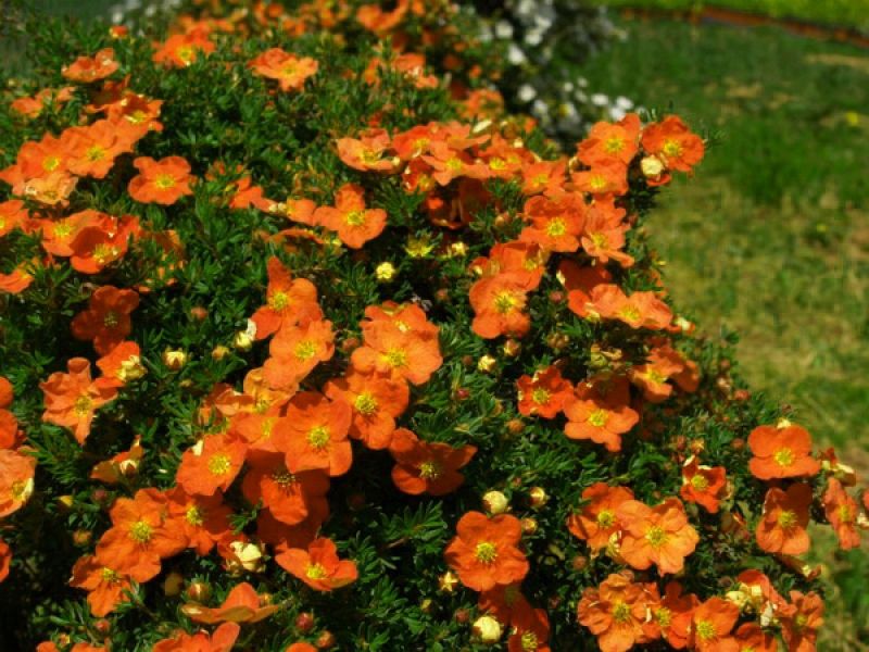 potentilla tangerine