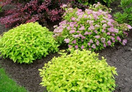 spiraea golden princess 1