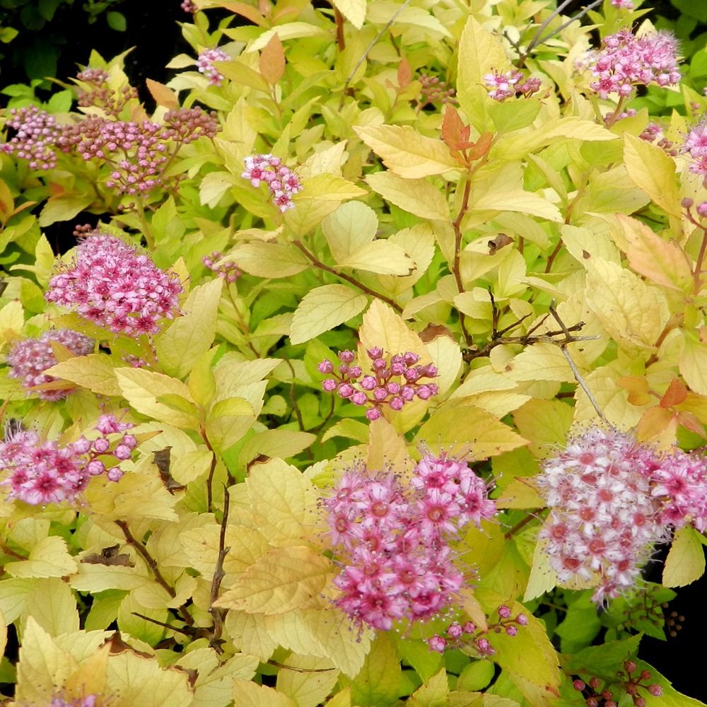 spiraea golden princess 2
