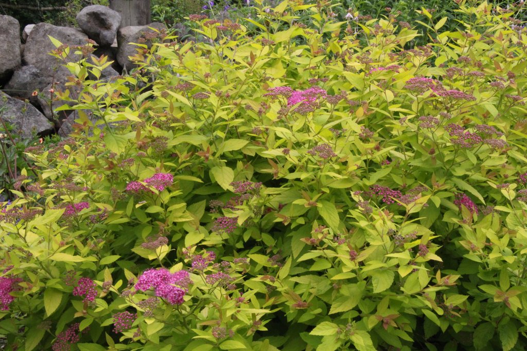 spiraea golden princess