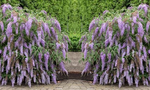 buddleja wisteria lane 1