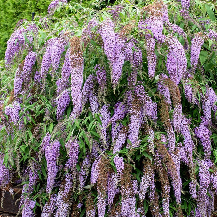 buddleja wisteria lane