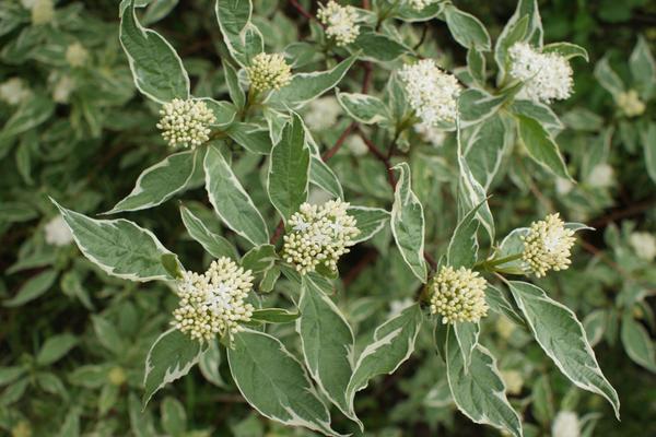 cornus alba elegantissima 1