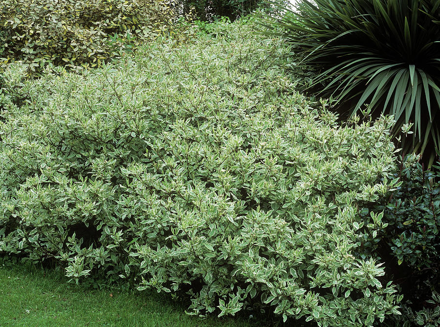 cornus alba elegantissima 2