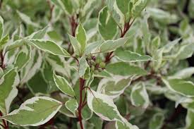 cornus alba elegantissima