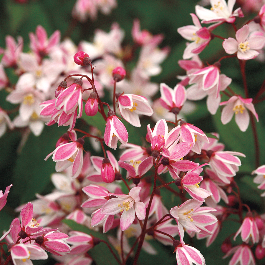 deutzia yuki cherry blossom 1