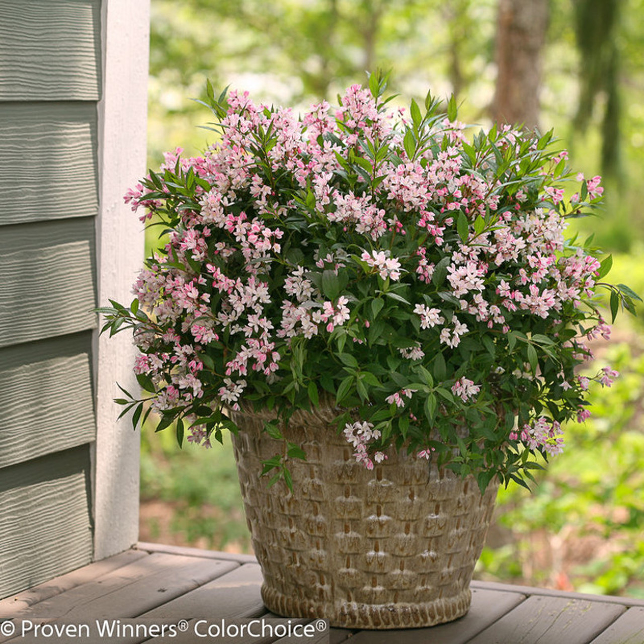 deutzia yuki cherry blossom 2