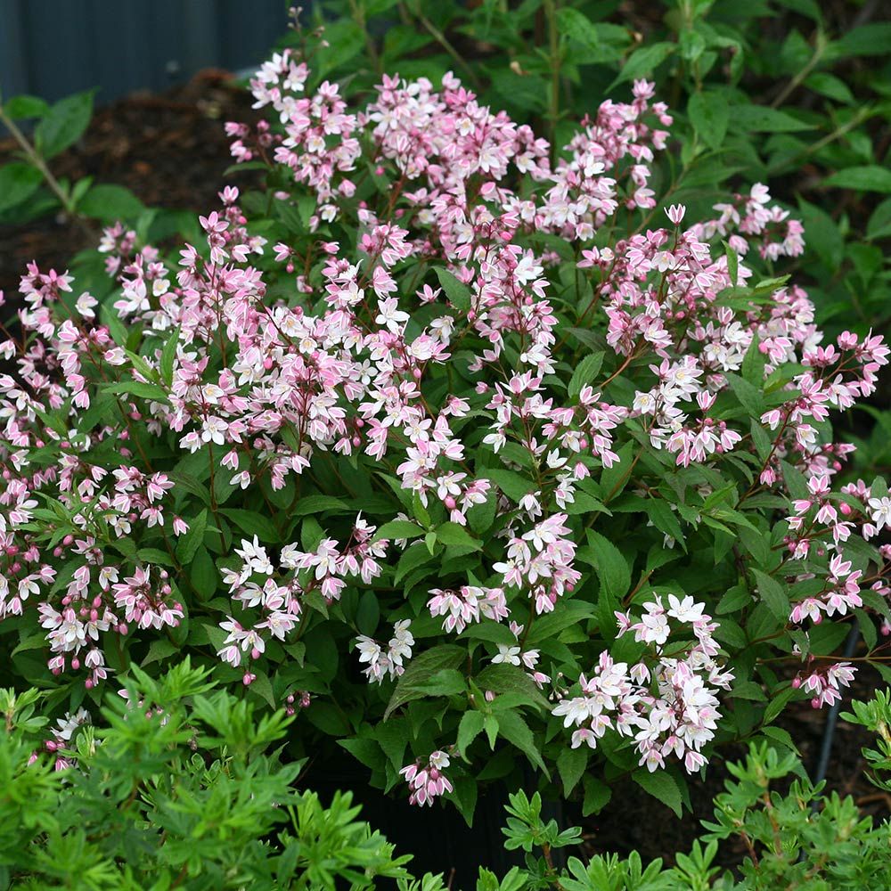 deutzia yuki cherry blossom