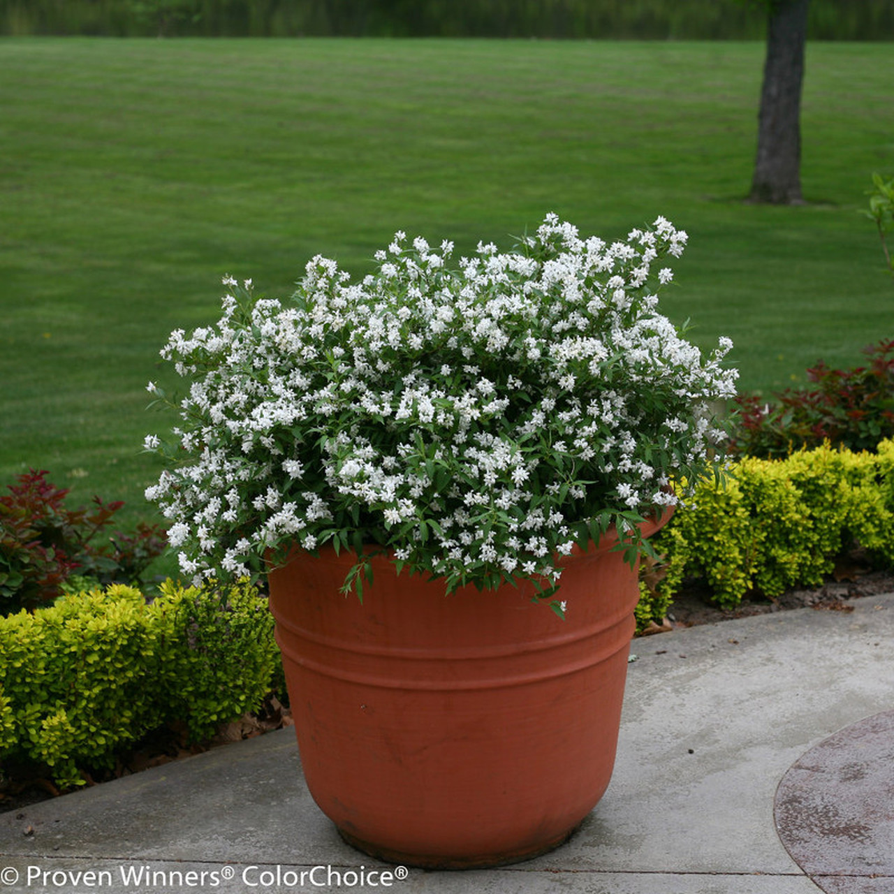 deutzia yuki snowflake 1
