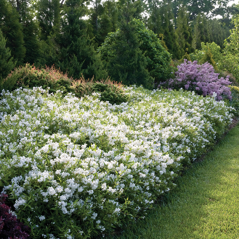deutzia yuki snowflake 2