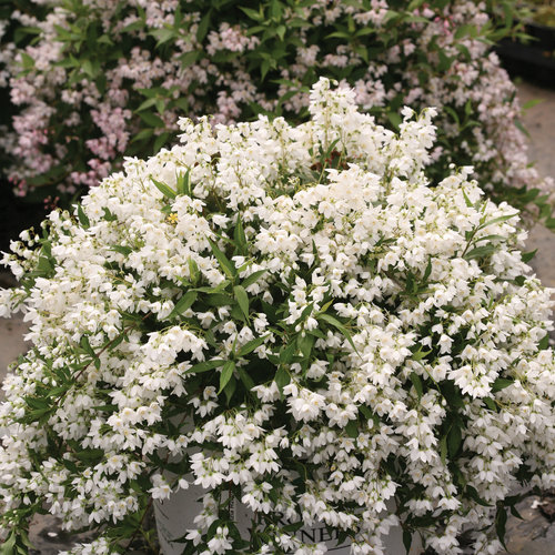 deutzia yuki snowflake