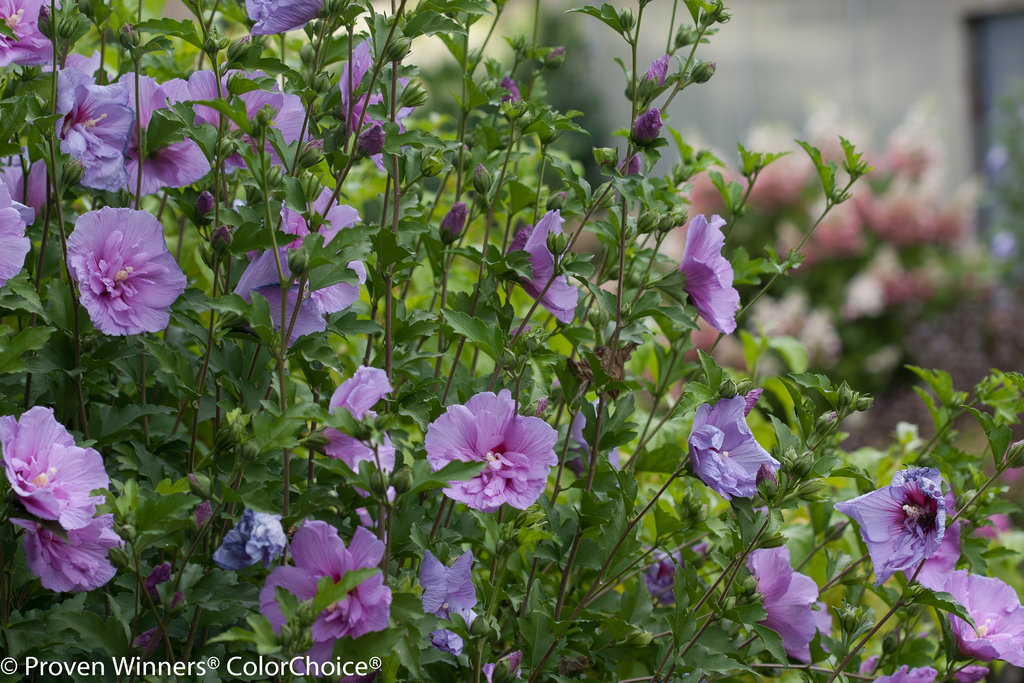hibiscus lavender chiffon 1