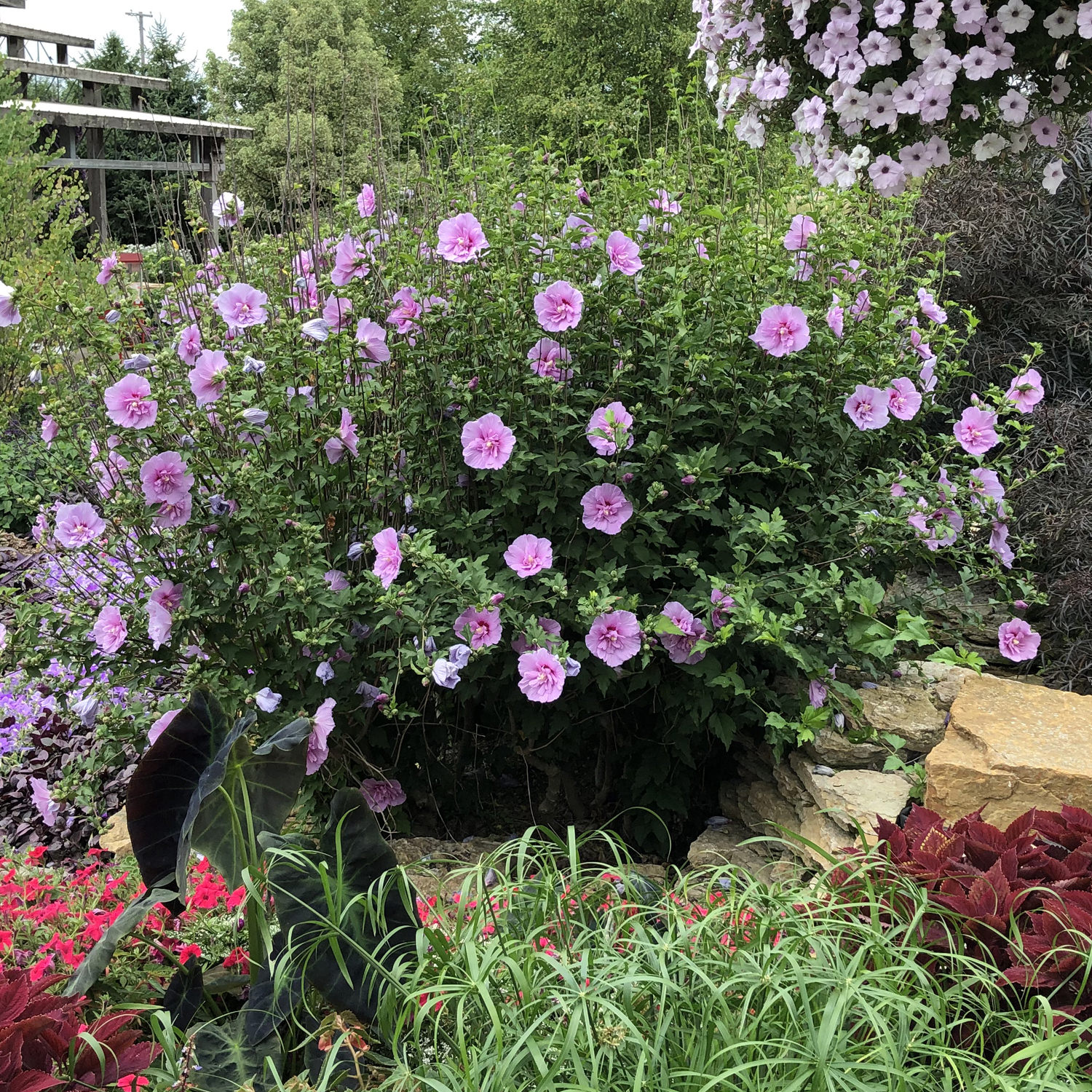 hibiscus lavender chiffon 2