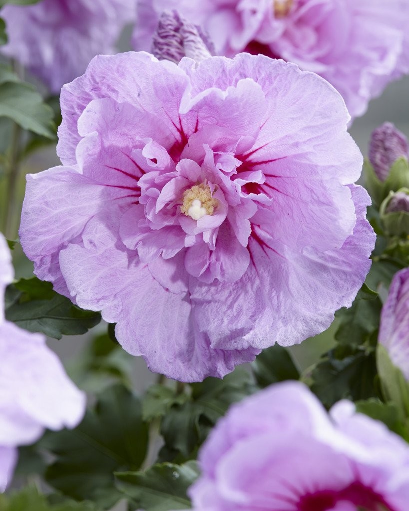 hibiscus lavender chiffon