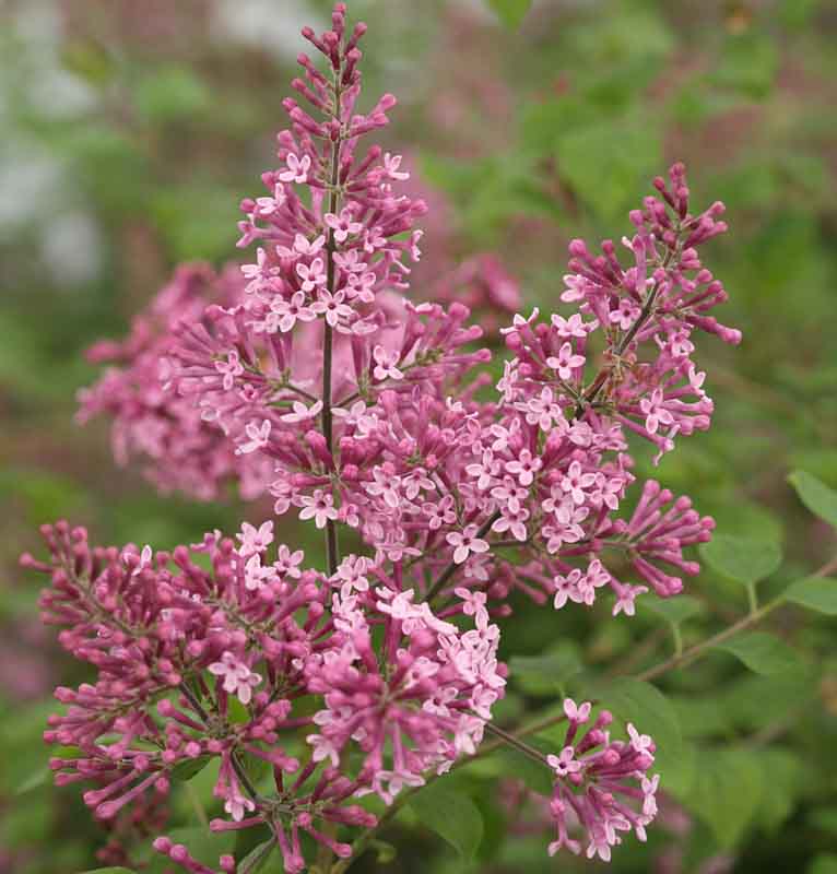 syringa pink perfume