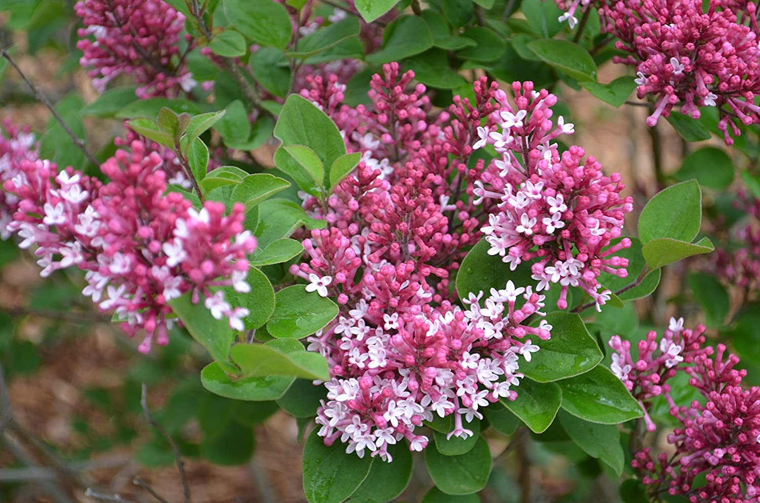 syringa tinkerbelle 1
