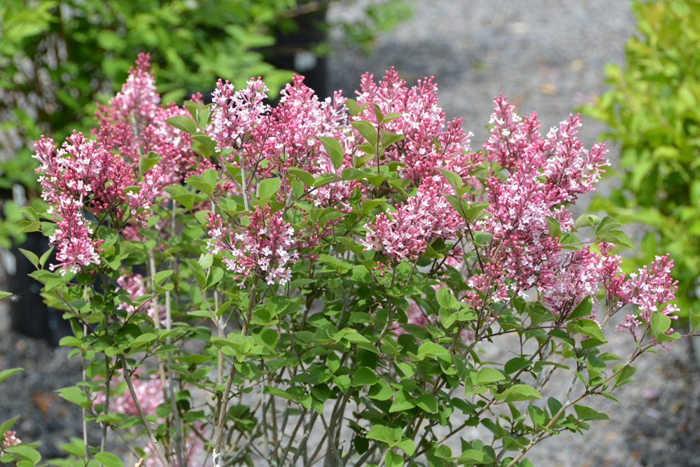 syringa tinkerbelle 2