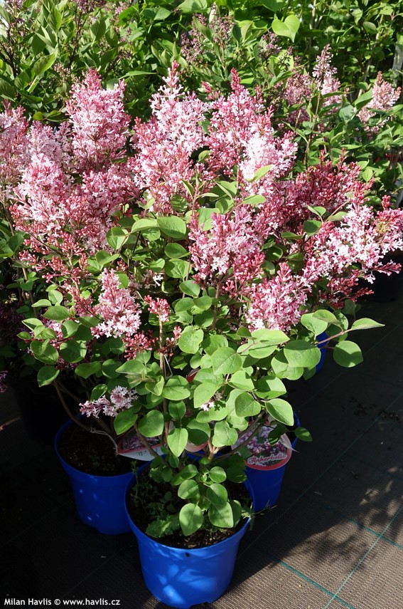 syringa tinkerbelle