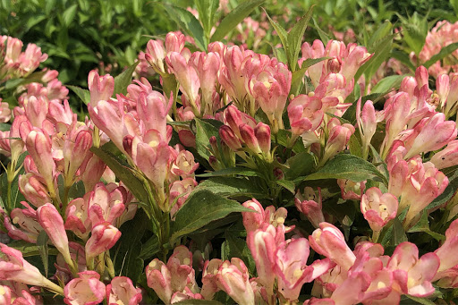 weigela all summer peach 2