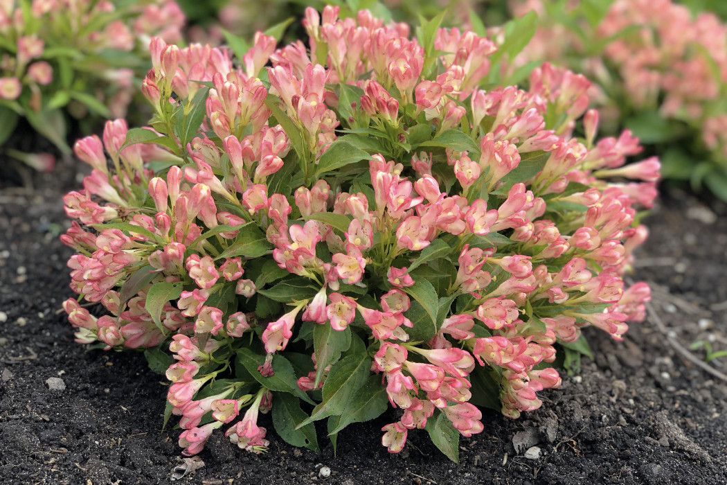 weigela all summer peach