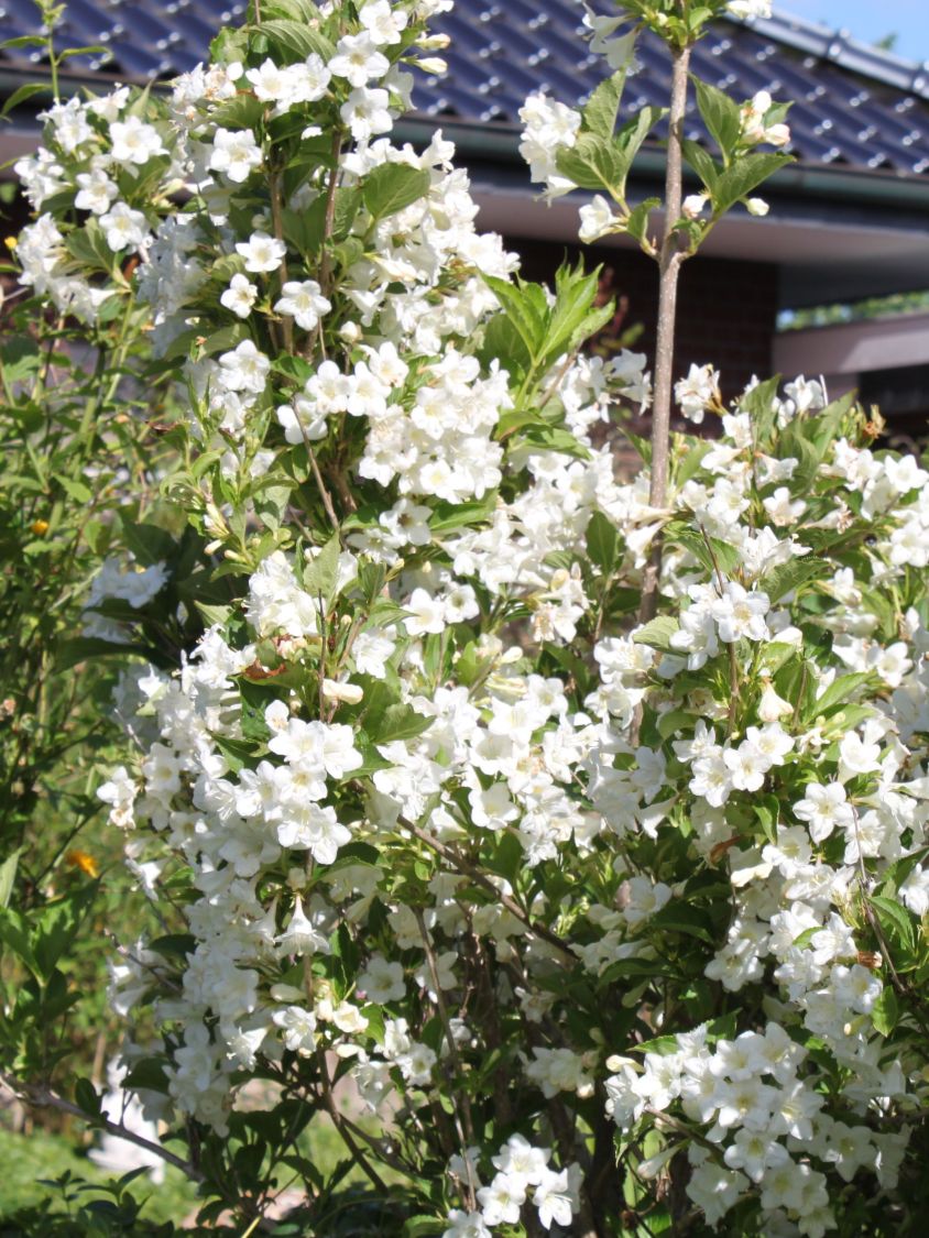 weigela snowflake 2