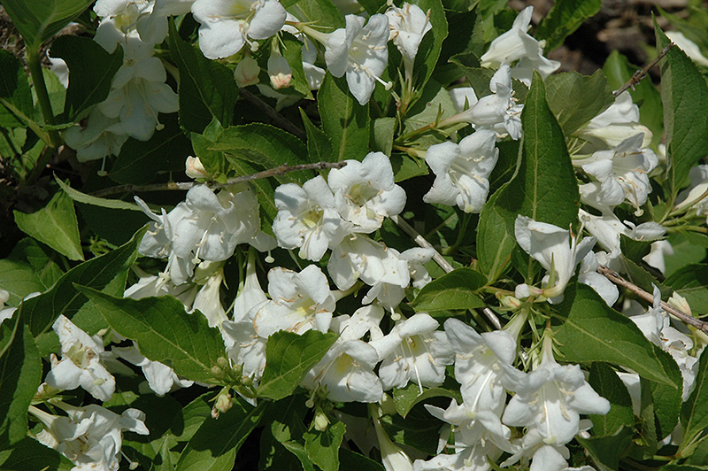 weigela snowflake