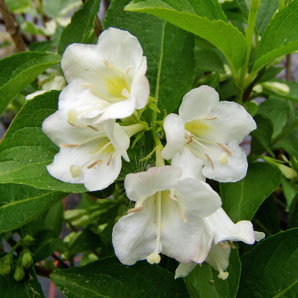 weigela snowflake