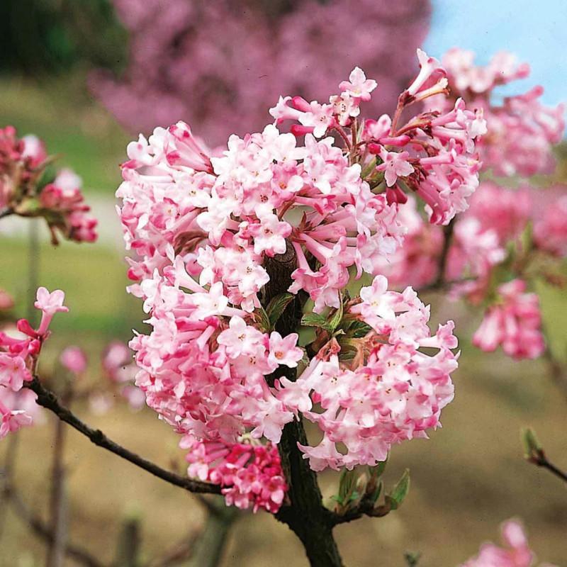 Viburnum Charles Lamont2