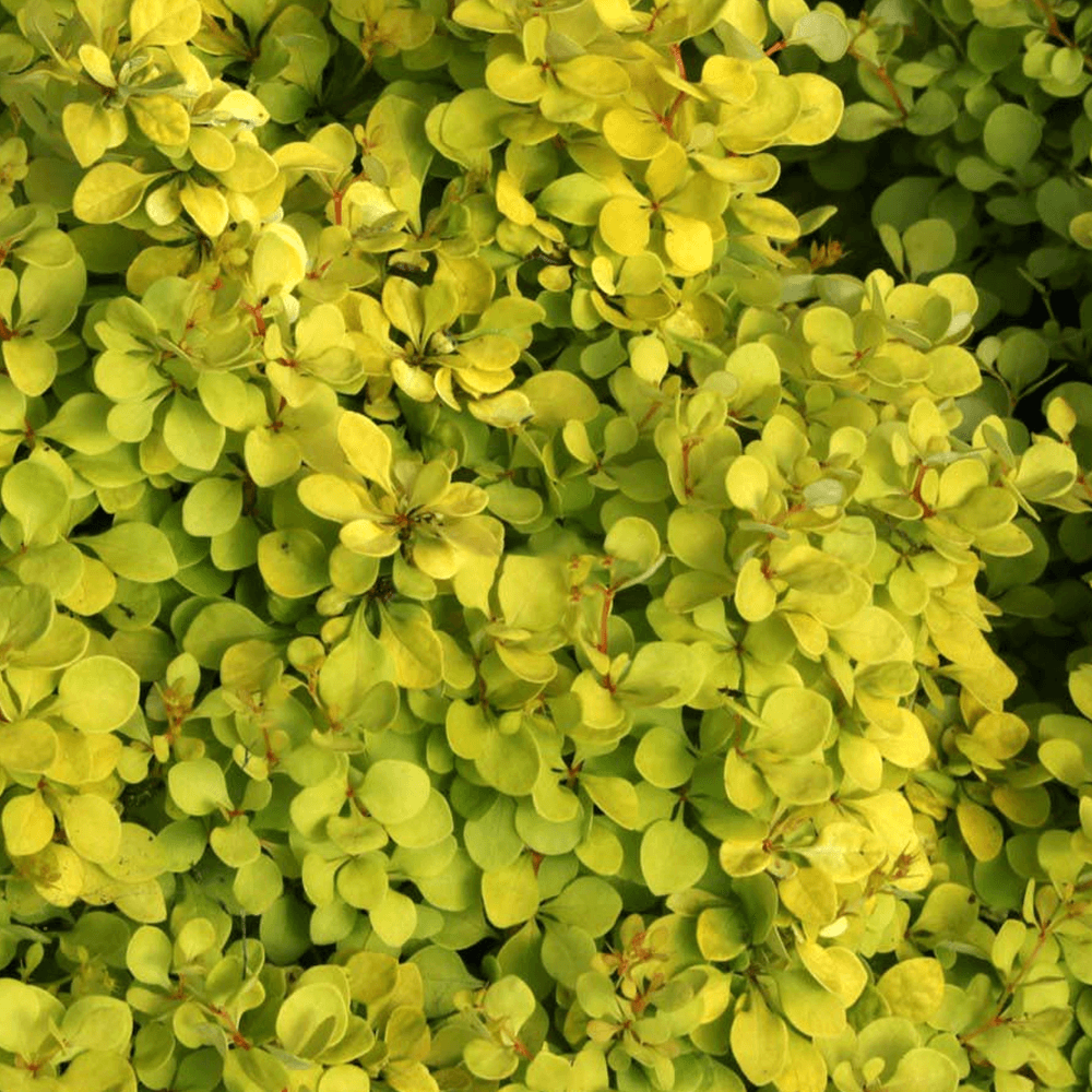 berberis golden horizon 1