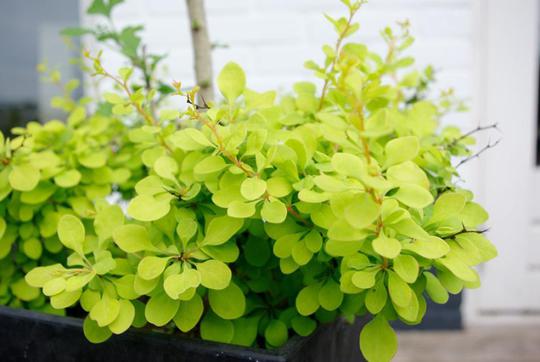 berberis golden horizon 2