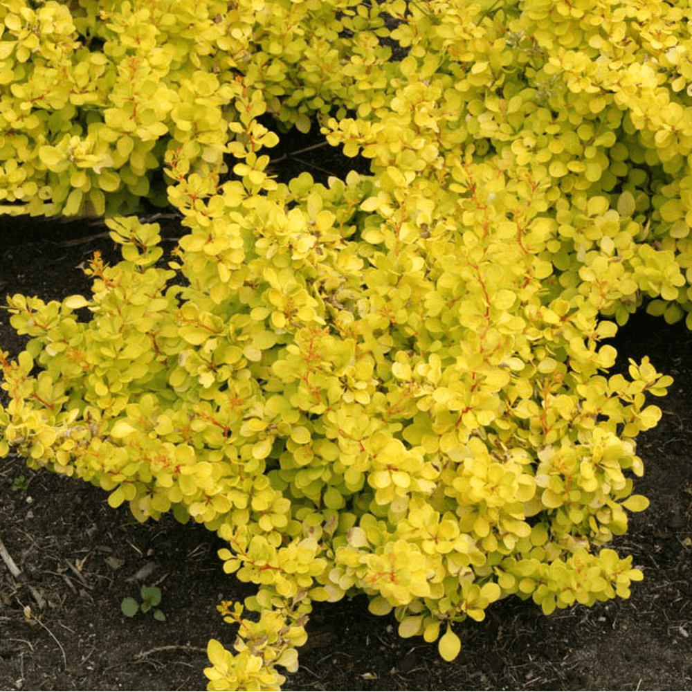 berberis golden horizon