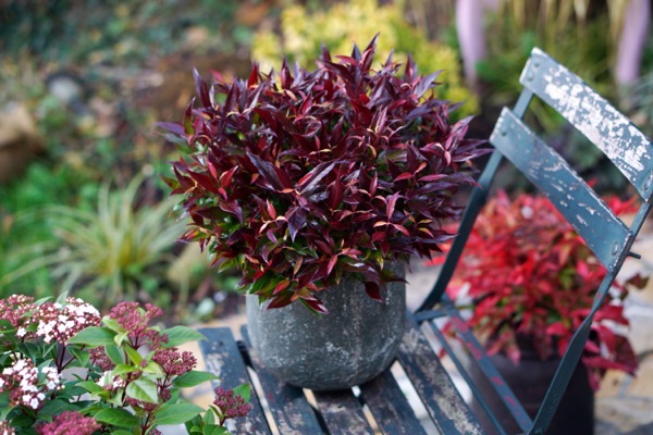 leucothoe red lips 1
