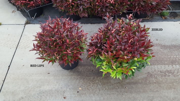 leucothoe red lips 2