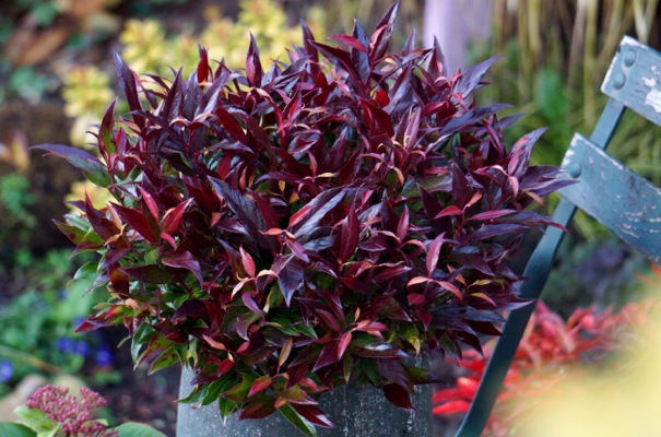 leucothoe red lips