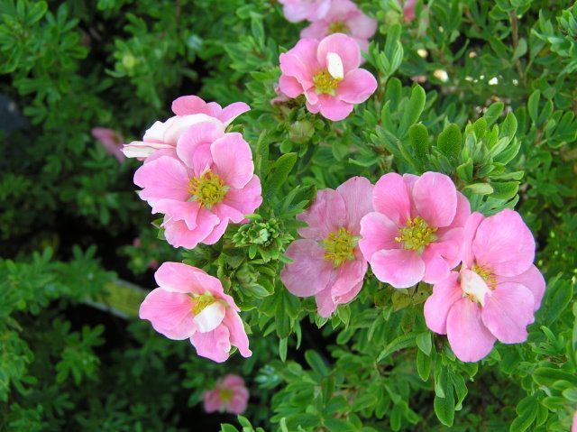 potentilla princess 1