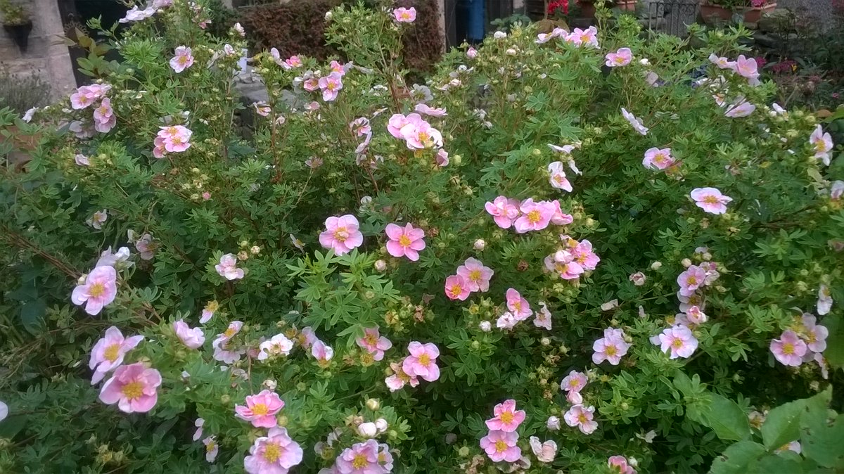 potentilla princess 2