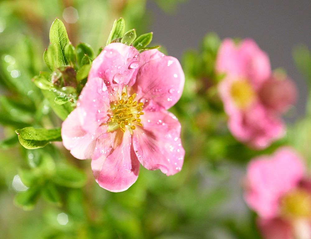 potentilla princess