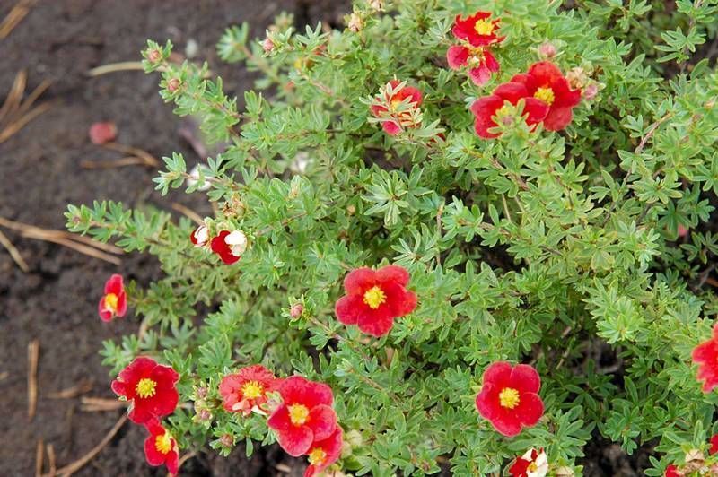 potentilla red robin 2
