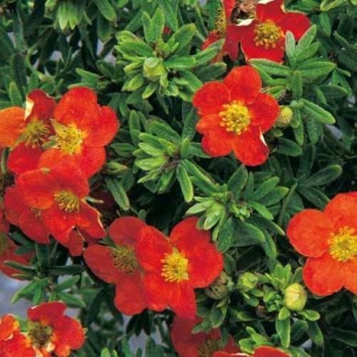 potentilla red robin
